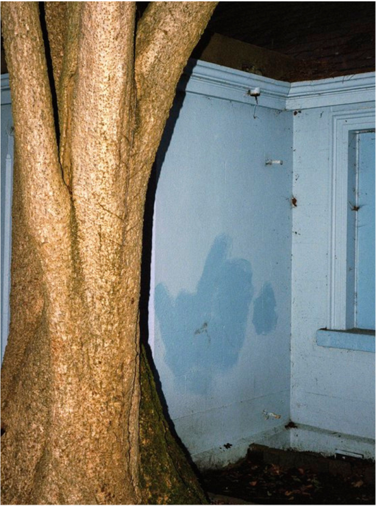 a tree in front of a blue house