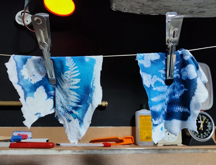 Cyanotypes drying