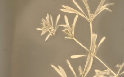 Sustainable Photography Workshop – Lumen print making & Intro to developing prints with plants