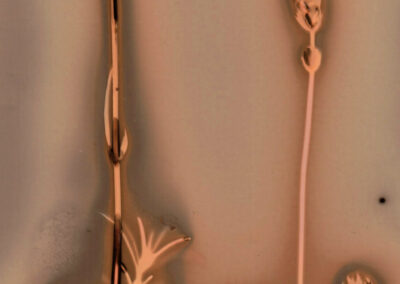 Julie Corcoran Lumen Print Making