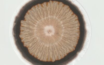 Sustainable Photography Workshops Part 1 – Soil Chromatography with artist Julie Corcoran