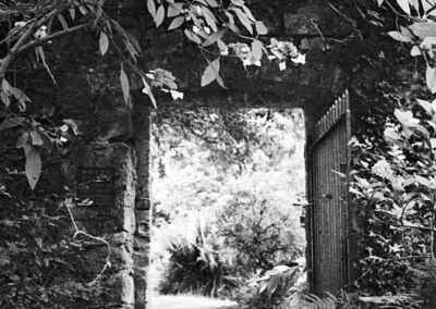 Julie Corcoran, Film Developed with Plants